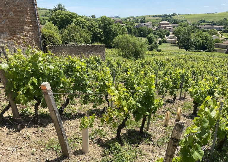 Famille Sangouard Chéné -2