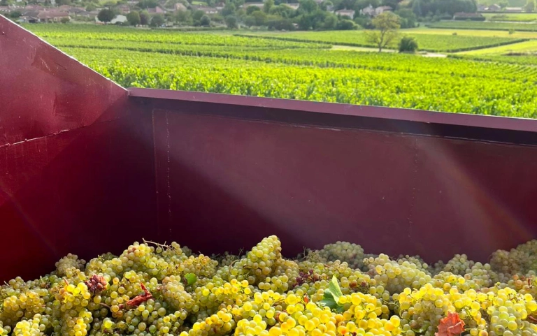 raisin domaine sougouard