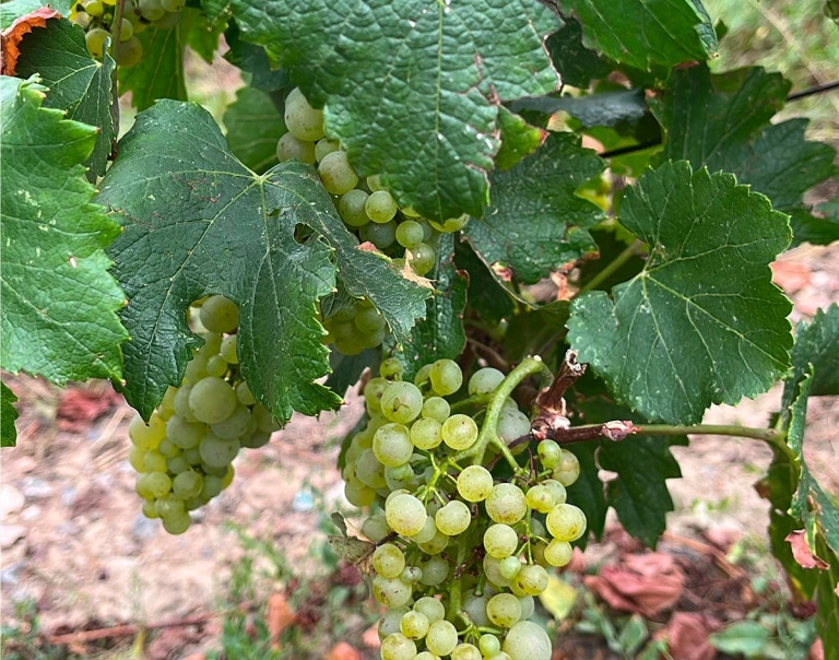raisin Sangouard-Chene