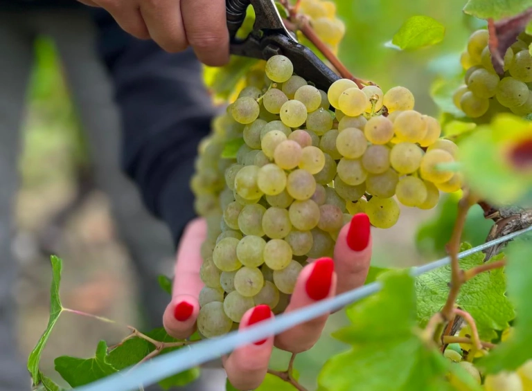 vendange domaine sangouard