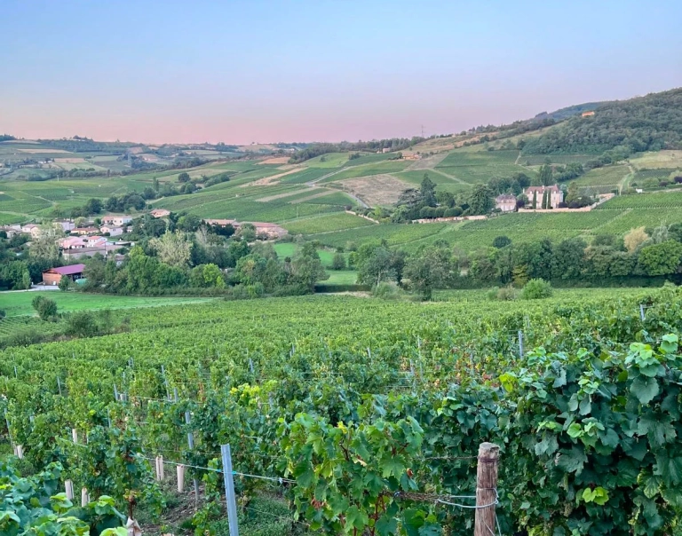 vignes du domaine sangouard