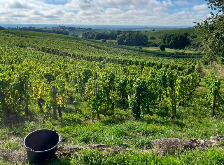 vignes Margot Sangouard