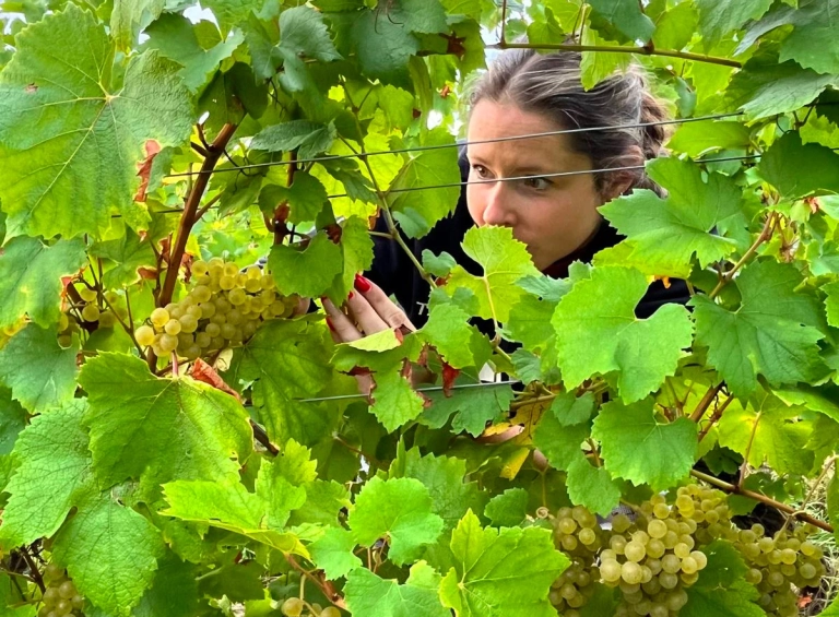 viticulture Sangouard-Chéné